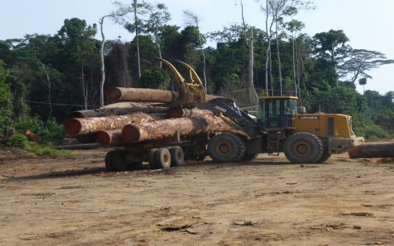 La RDC invitée accélérer le processus devant conduire aux diverses réformes nécessaires à l’assainissement total du secteur forestier