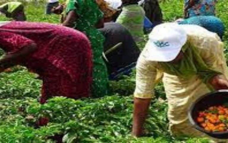 La production maraîchère de deux villages de l’arrondissement de Toubacouta (Sénégal) dopée par des systèmes d’irrigation