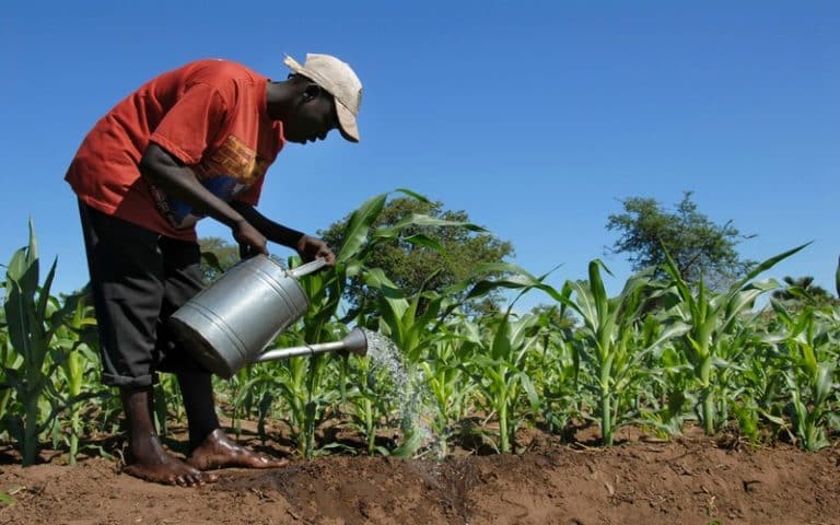 Les OGM, une solution pour assurer la sécurité alimentaire en Afrique