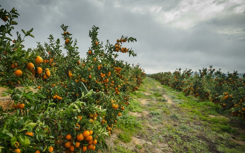 Les producteurs de fruits Sud-africains victimes des sanctions contre Moscou