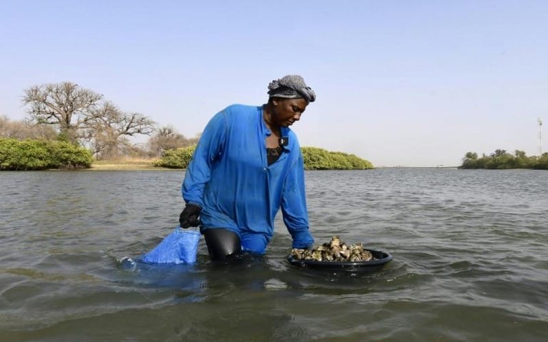 L’huître de mangrove, une perle à cultiver pour le Sénégal  
