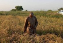 3,64 millions de tonnes de céréales produit au Sénégal en 2020/2021