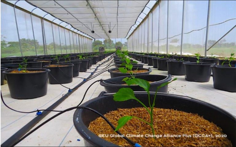 Togo : Faure Gnassingbé annonce la création d’une agence de transformation agricole d’ici à la fin 2022  