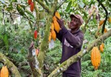 COP15/Désertification au profit du cacao : la Stratégie ivoirienne pour embellir la forêt