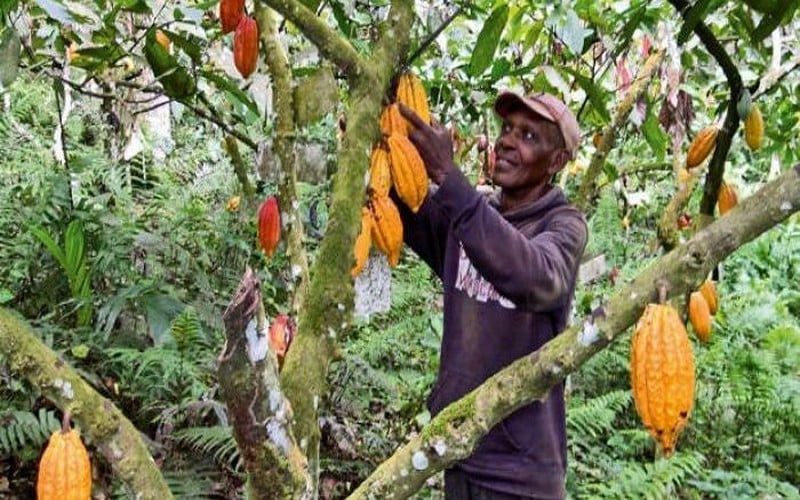COP15/Désertification au profit du cacao : la Stratégie ivoirienne pour embellir la forêt