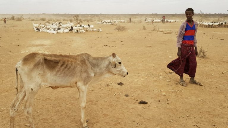COP15 : « 319 millions d’hectares sont menacés de désertification en Afrique »
