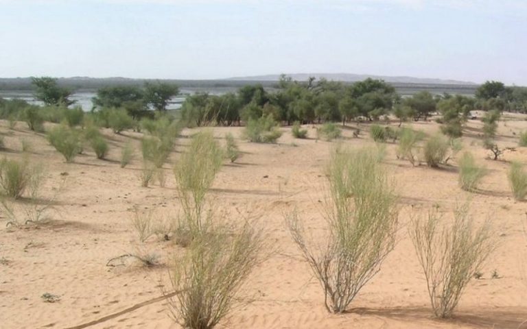 La COP15 de l’ONU sur la lutte contre la désertification s’ouvre ce lundi 9 en Côte d’Ivoire