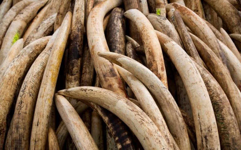 La RDC annonce la saisie d’une tonne et demie d&rsquo;ivoire à Lubumbashi  
