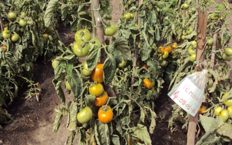 Le Sénégal à l’heure de l’utilisation de la technique du compost dans l’agriculture avec, en ligne de mire, la formation des jeunes