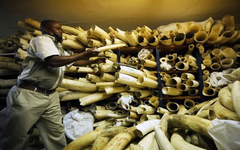 Le Zimbabwe demande le soutien des Européens pour la vente de son stock d’ivoire