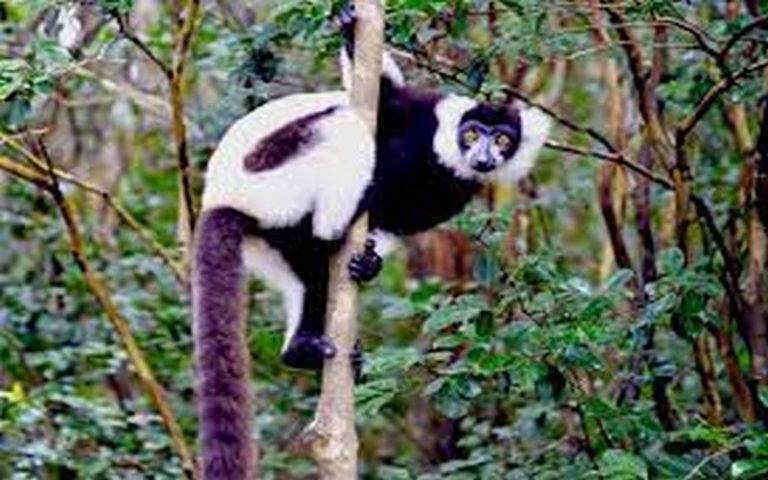 Madagascar entend relever le défi de la déforestation pour la protection de la biodiversité, informe WWF          