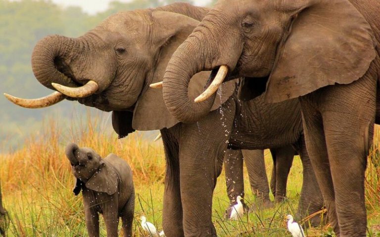 250 éléphants relocalisés dans le parc national Kasungu au Malawi