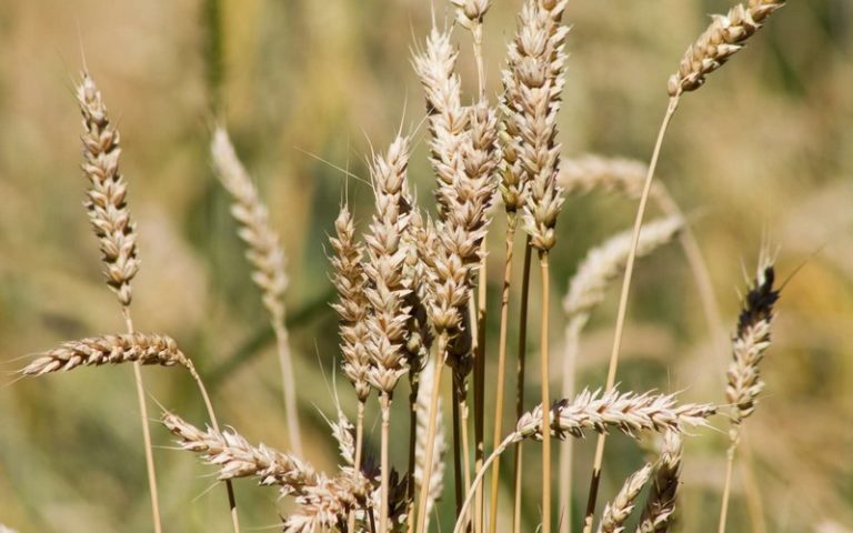 Le retrait russe de l’accord sur les céréales risque de peser sur la crise alimentaire