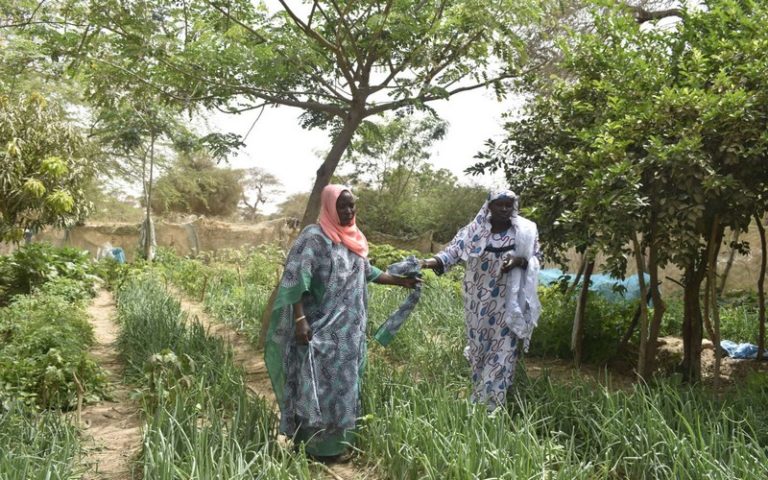 Sénégal : La DyTAEL et l’ISRA travaillent à développer l’agroécologie dans les terroirs de la région de Fatick