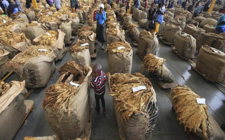 Déforestation – Séchage du tabac : Le Zimbabwe pourrait se servir du gaz de cuisine comme alternative au bois