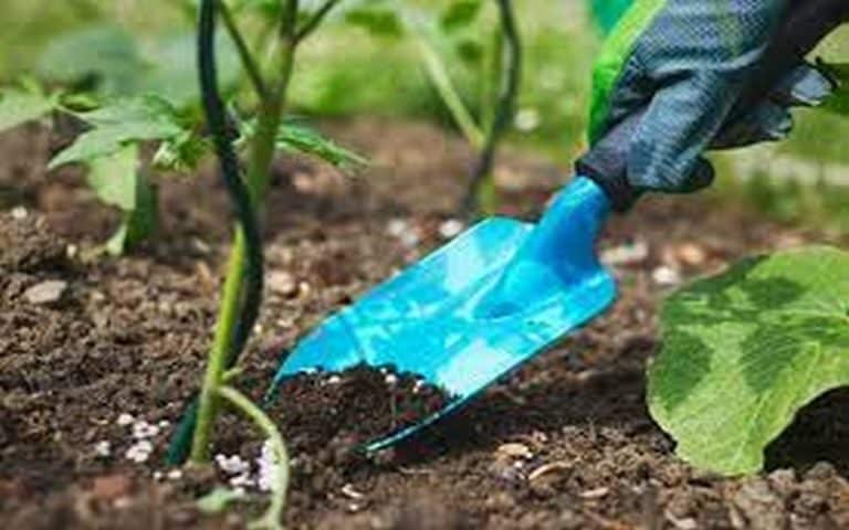 Distribution des intrants agricoles au Sénégal : Le DRDR relève le retard dans région de Louga