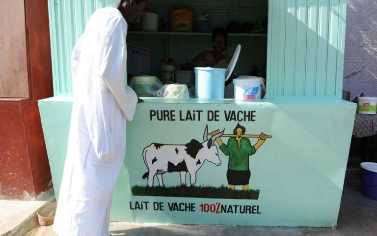 Journée mondiale du Lait : Le Sénégal mise sur la production de 700 millions de litres pour son autosuffisance laitière