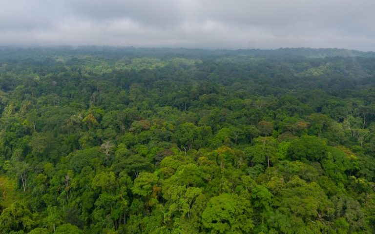 L’Institut français de Libreville menace les forêts d’Afrique centrale