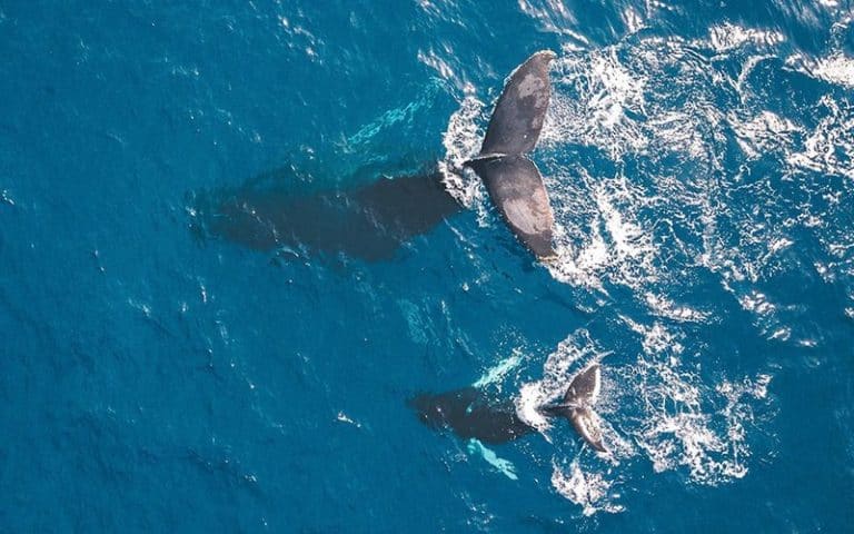 La Journée mondiale de l&rsquo;océan, un moment propice pour essayer de sauver cet espace aquatique  