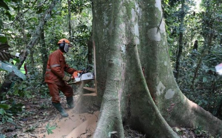 La vente de blocs d’exploration pétrolière en RDC menace les puits de carbone