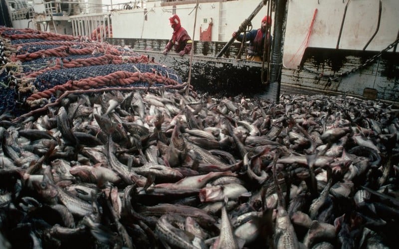L’avenir de la pêche, dossier le plus épineux en négociation à l’OMC