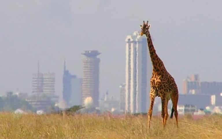 Les négociations préparatoires de la COP15 Biodiversité patinent au Kenya