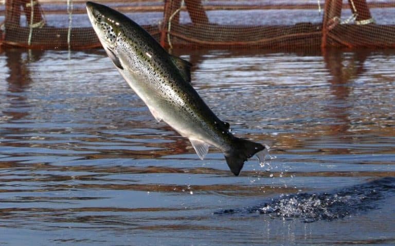 Lutte contre la surpêche : Les Nations unies misent sur l’aquaculture
