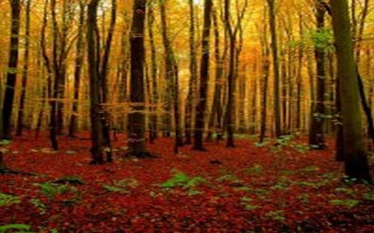 Sauver la planète depuis son canapé en plantant un arbre : une arnaque écologique et sociale