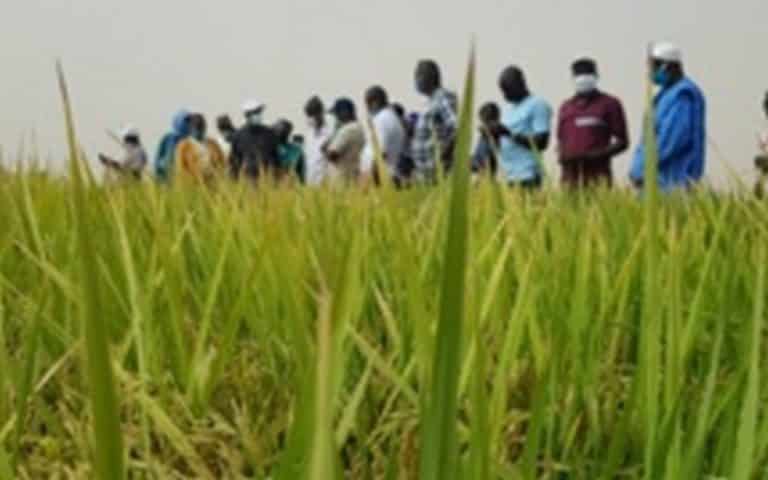 Sénégal : Moussa Wade constate un début timide des récoltes de la campagne rizicole de la saison chaude à Podor