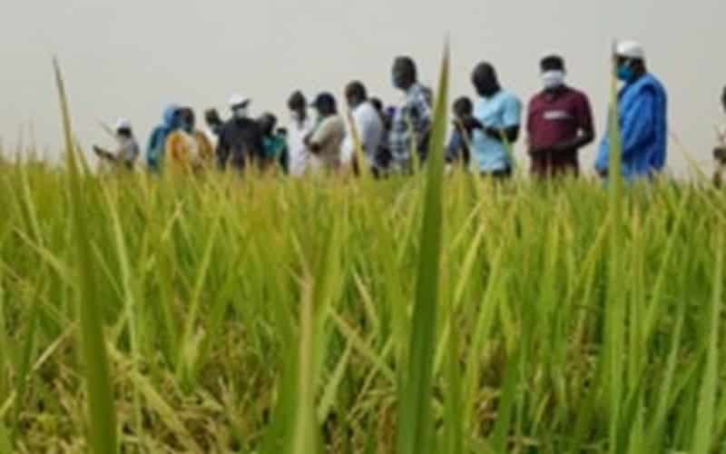 Sénégal : Moussa Wade constate un début timide des récoltes de la campagne rizicole de la saison chaude à Podor