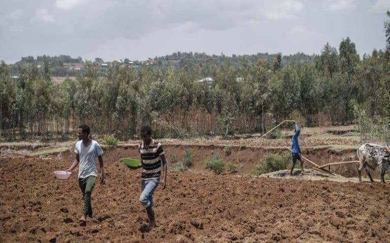 Afrique : l’expansion très rapide des surfaces cultivées menace les forêts et la biodiversité