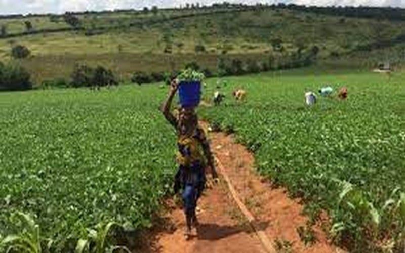 Campagne agricole 2022 – 2023 : L’Egypte consacre un budget de 4,4 milliards $