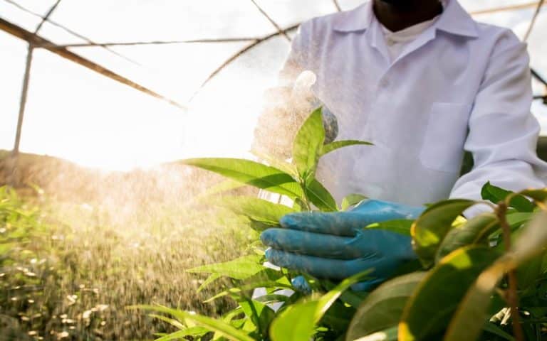 Combattre la vulnérabilité de l&rsquo;Afrique au changement climatique grâce à des cultures résilientes