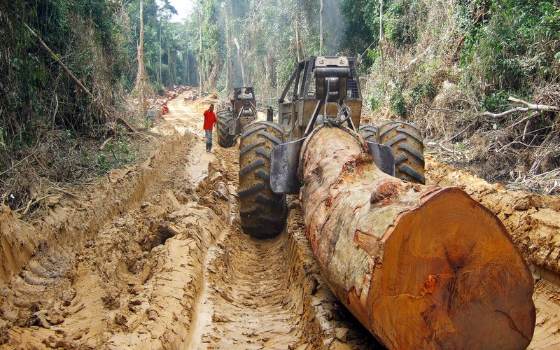 Exploitation forestière industrielle : Préservation des forêts du Congo, ou le début de la fin ?