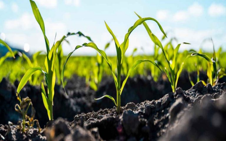 Le Fonds africain de développement finance la lutte pour la sécurité alimentaire et la résilience Mozambique