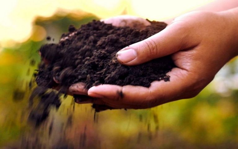 Le biochar : nouvel or noir des startupers écolos
