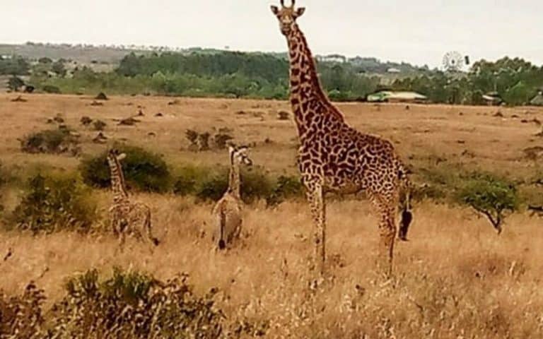 Le parc national de Nairobi (Kenya) enregistre la naissance de girafons masaï jumeaux