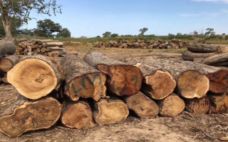 Lutte contre la coupe forestière illégale : La Gambie interdit les exportations de bois de rose