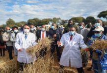 Lutte pour la sécurité alimentaire : Le Botswana mise sur le riz chinois