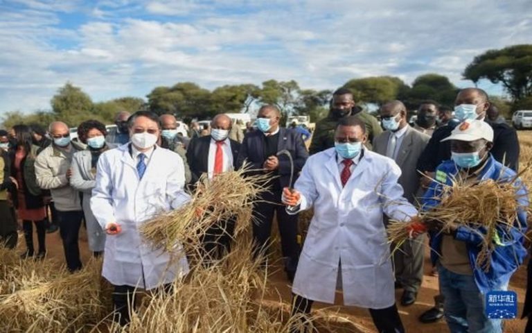 Lutte pour la sécurité alimentaire : Le Botswana mise sur le riz chinois