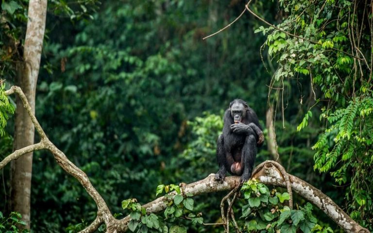Pétition : Ne sacrifiez pas les forêts du Congo à l’industrie pétrolière