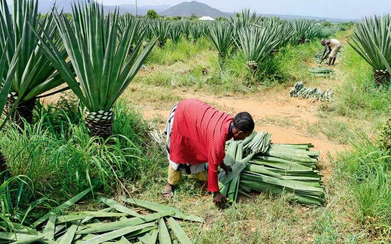 Une 11 experts Tanzaniens chargés d’examiner les moyens de relance de la production de sisal