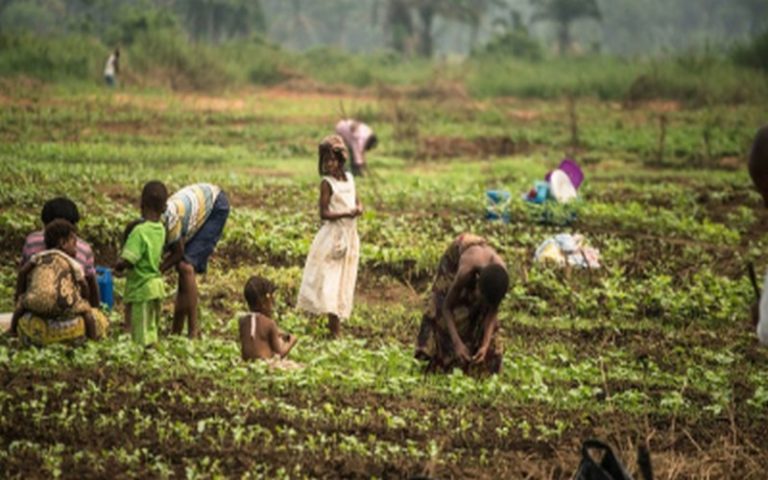 Analyse de données agricoles : Le Sénégal lance officiellement la plateforme Agridata