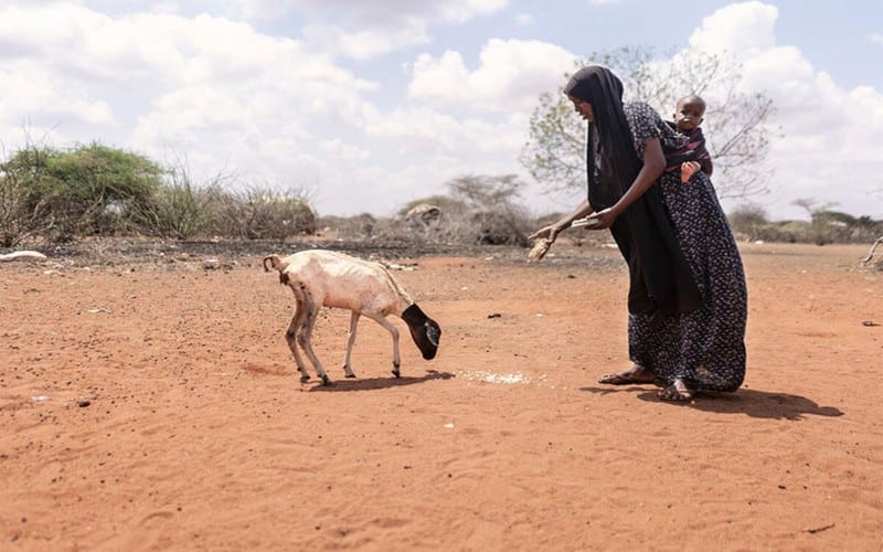 La Corne de l’Afrique hantée par le manque de pluie pour la cinquième année d’affilée