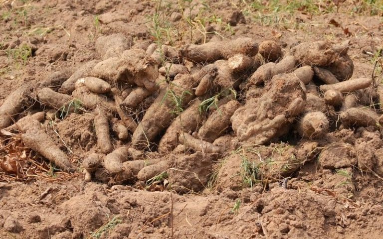 La première usine de sorbitol à base de manioc lancée au Nigeria