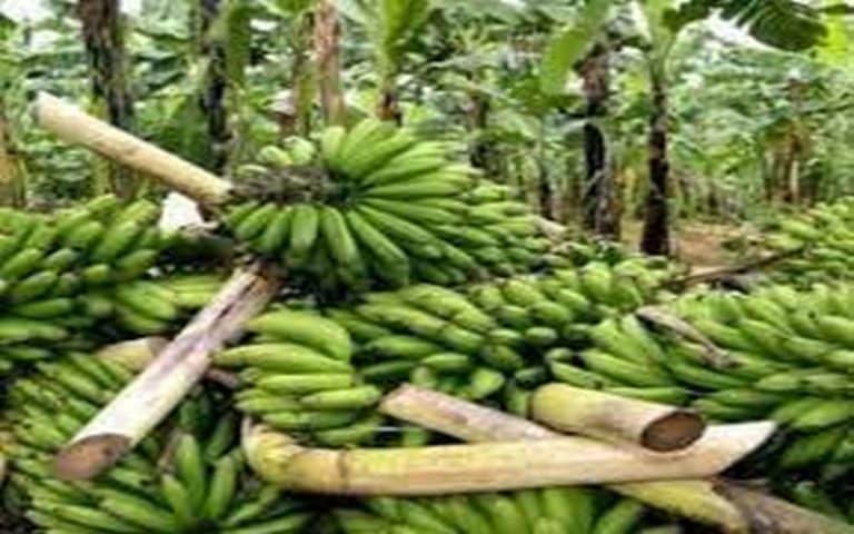 Le Cameroun annonce une hausse de 6% dans les exportations de bananes de juillet 2022