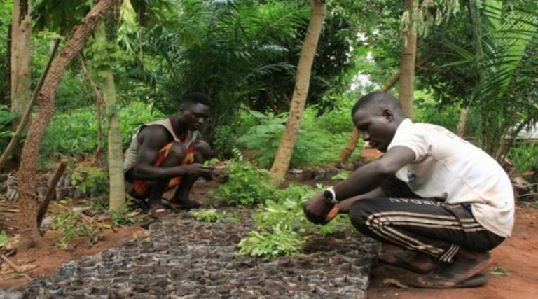 Le Togo mise sur le reboisement pour lutter contre la déforestation
