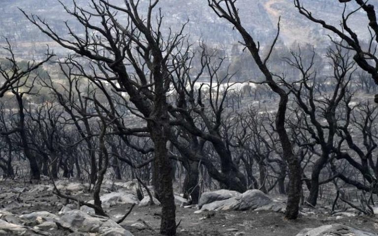 Le bilan des feux de forêt en Algérie passe à 38 morts et 200 blessés, les incendies quasiment maîtrisés