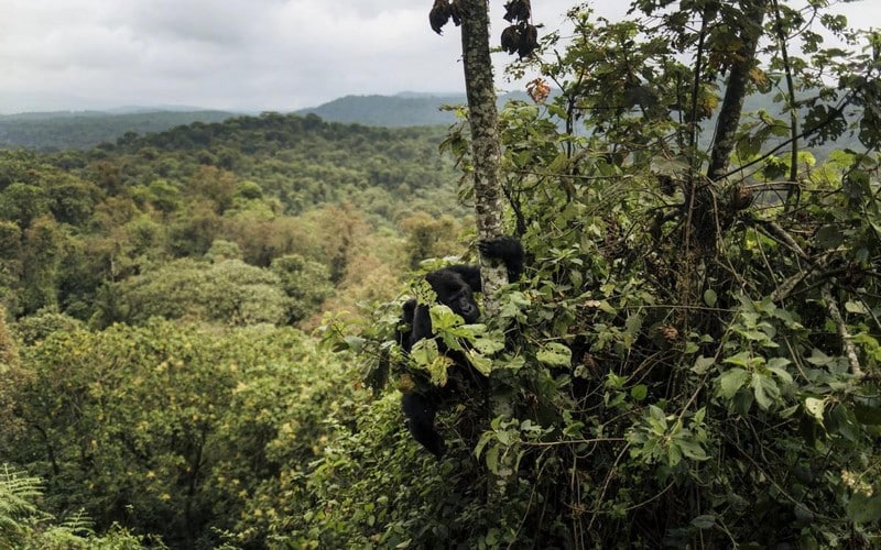 Les journalistes travaillant sur la forêt tropicale du bassin du Congo invités à postuler au concours RJF