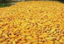 Sénégal : Les acteurs de la filière maïs s’engagent pour la sécurité alimentaire